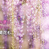 きょうも春の便り続々　桜前線は北へ　関東は佳境