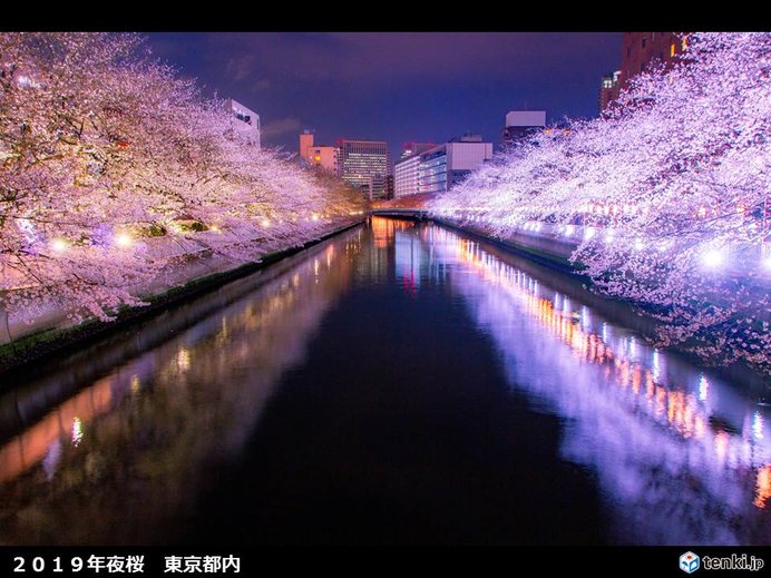 関東の天気　7日は雲が増える　花びら舞う夜桜も
