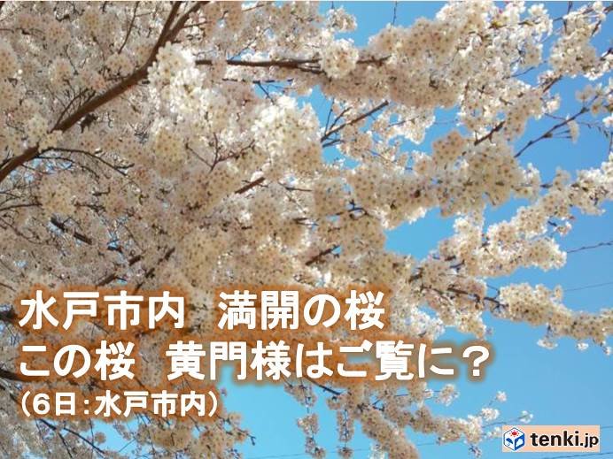 関東南部　平成最後のお花見は花曇り