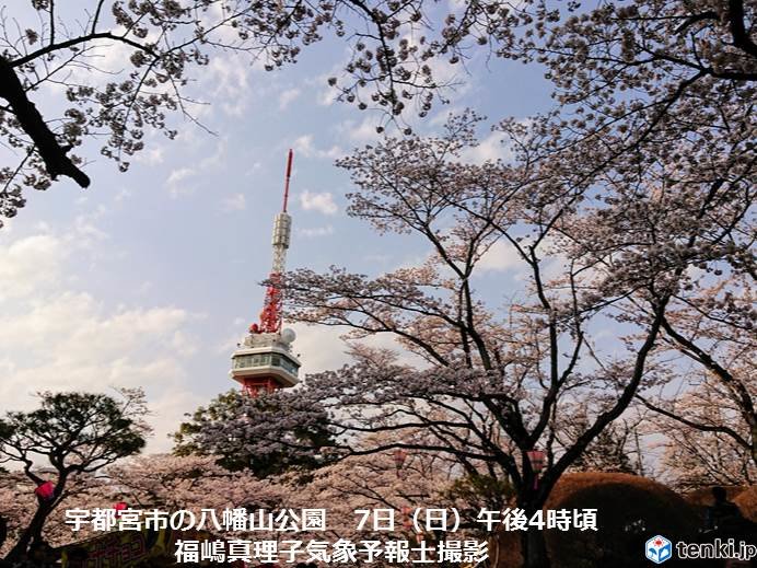 関東の桜(ソメイヨシノ)すべて満開　宇都宮も