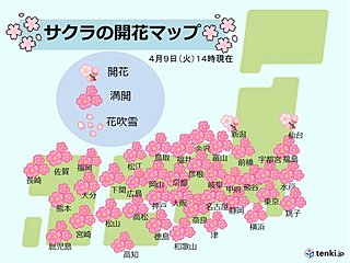 鹿児島の桜　ようやく満開に　開花から15日
