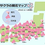 鹿児島の桜　ようやく満開に　開花から15日