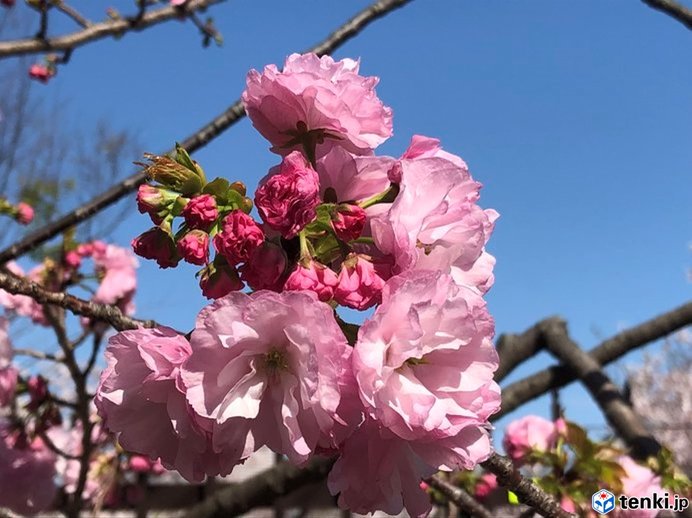 今年の花は「紅手毬」