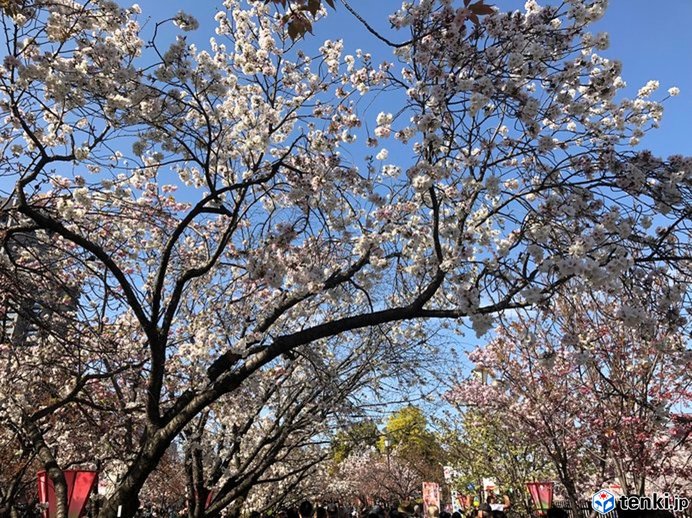 近畿 大阪造幣局 桜の通り抜け はじまりました 気象予報士 北井 菊恵 2019年04月09日 日本気象協会 Tenki Jp