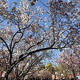 近畿　大阪造幣局「桜の通り抜け」はじまりました