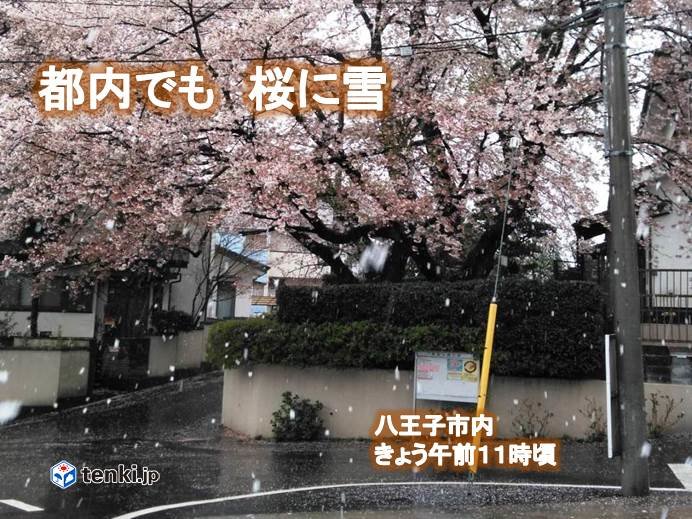 4月なのに寒い 都内でも桜に雪 日直予報士 19年04月10日 日本気象協会 Tenki Jp