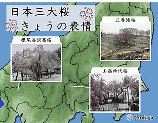 日本三大桜も雪と共演　平成最後の雪化粧