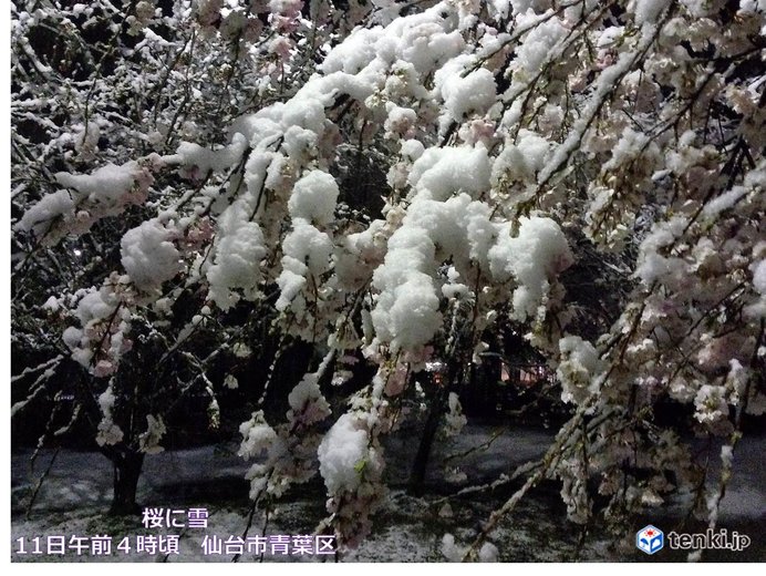 雪雲は東北へ　仙台と福島　満開後の桜に雪