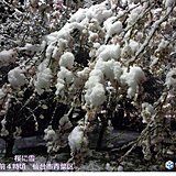 雪雲は東北へ　仙台と福島　満開後の桜に雪