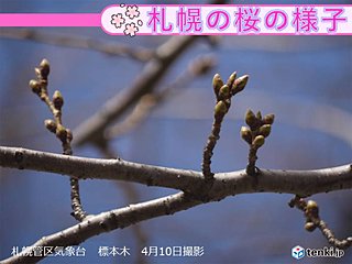 北海道　サクラの開花予想