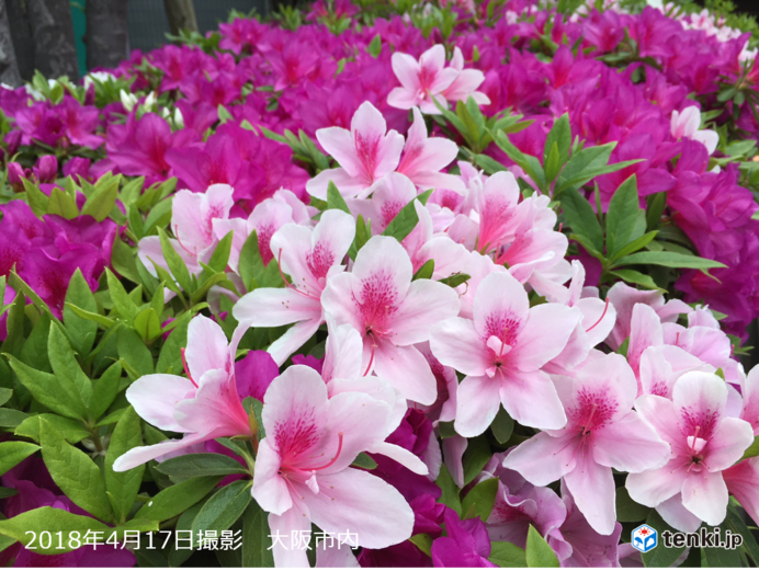 近畿地方 春の花の開花が早い 日直予報士 18年04月17日 日本気象協会 Tenki Jp
