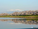 見頃の桜に吹きつける強い風