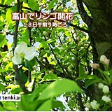 富山でリンゴの花ほころぶ