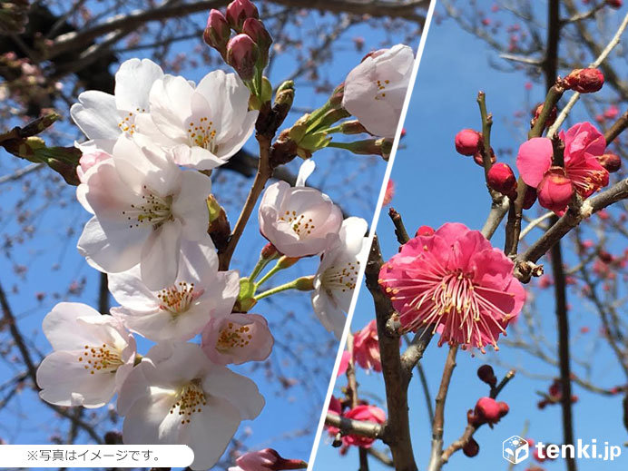 桜前線が梅前線に追いついた 青森で2年連続 日直予報士 19年04月18日 日本気象協会 Tenki Jp