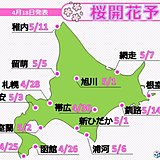 北海道　来週には桜前線が上陸!