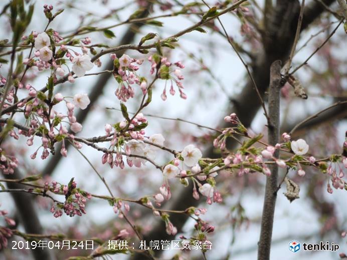北海道　函館と札幌　初夏の陽気でサクラ開花!_画像