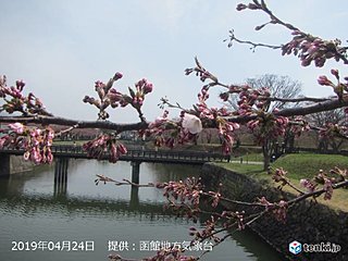 北海道　函館と札幌　初夏の陽気でサクラ開花!