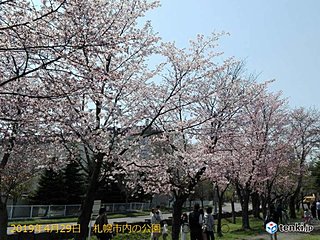 札幌サクラ満開　平成はサクラの時季早まった!?