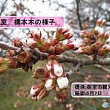 北海道　桜前線ゴール間近