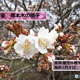 北海道　根室でサクラ開花!残すは釧路のみ