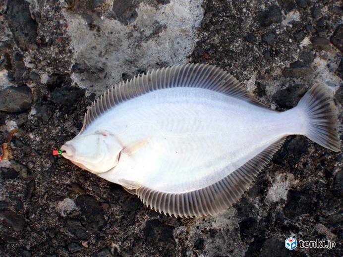 北海道　春のカレイ釣り_画像