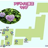 アジサイの季節に　西日本で「真の花」開花