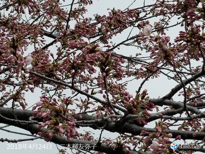 北海道　いよいよ道南の桜もカウントダウン