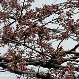 北海道　いよいよ道南の桜もカウントダウン