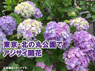 雨を彩る 東京 北の丸公園でアジサイ 真の花 開花 日直予報士 19年06月11日 日本気象協会 Tenki Jp