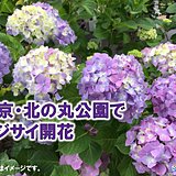 雨を彩る　東京・北の丸公園でアジサイ(真の花)開花