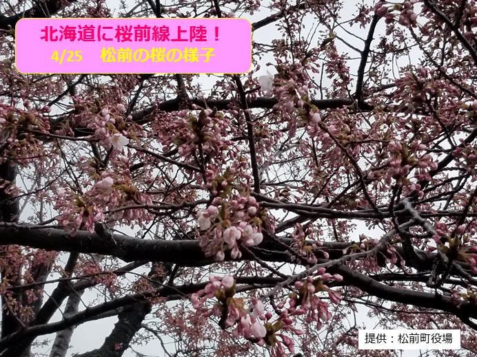 北海道　ついに!桜前線上陸!