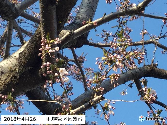 札幌　サクラの開花を観測!
