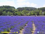 北海道　ラベンダーが見ごろ