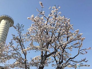 札幌で桜満開　史上5番目の早さ!