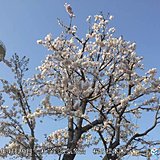 札幌で桜満開　史上5番目の早さ!