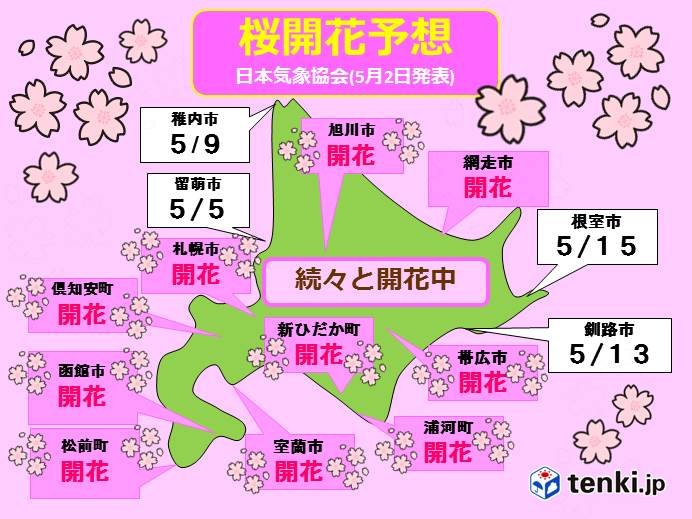 北海道は春爛漫!桜開花の便り続々と!