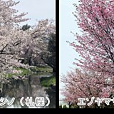 桜前線、長旅はまだ終わらず