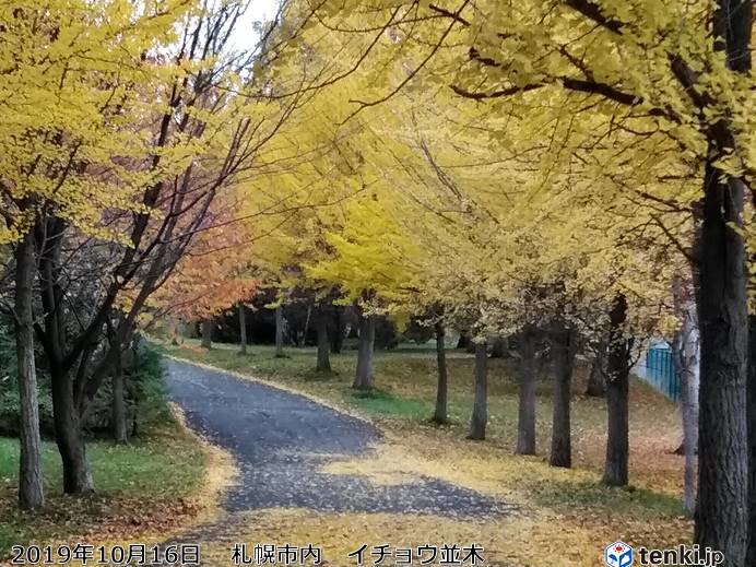 北海道　落ち葉　さらに増える日も