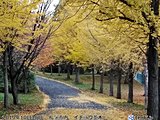 北海道　落ち葉　さらに増える日も