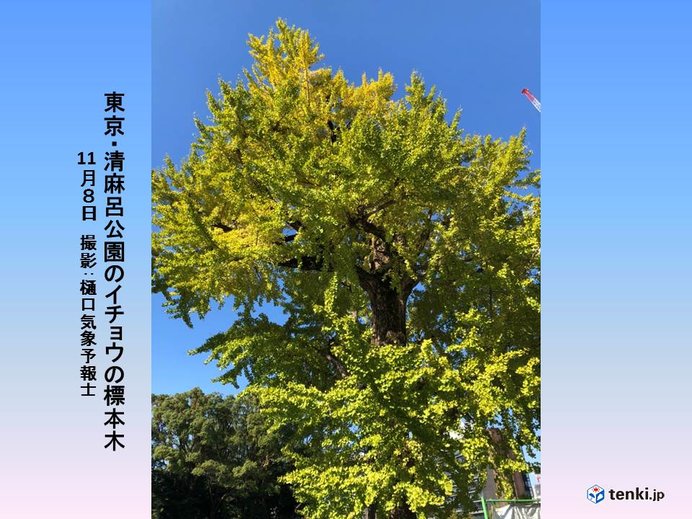イメージカタログ トップ 100 東京 イチョウ 標本木