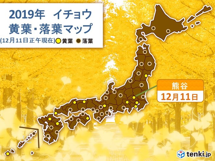 熊谷でイチョウ黄葉　週末にかけて晴れて紅葉楽しめる