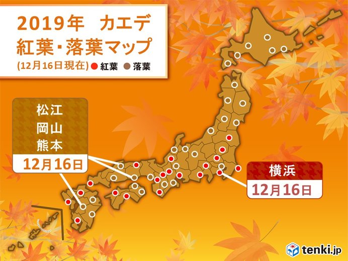 イチョウ・カエデの落葉の便り続々