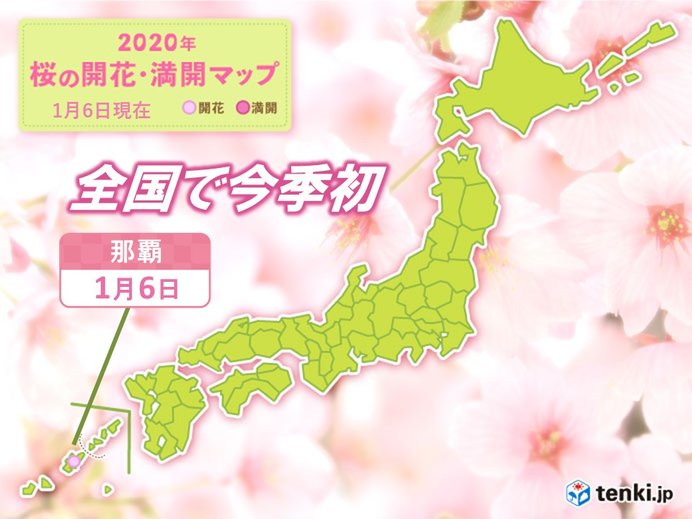 全国で今季初!　沖縄で桜咲く　平年より早い便り