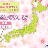全国で今季初!　沖縄で桜咲く　平年より早い便り