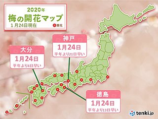 神戸・徳島・大分で梅開花　西から春の便り続々と