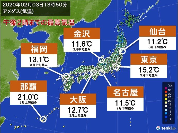 ポカポカ陽気　春の知らせ相次ぐ　沖縄で桜満開