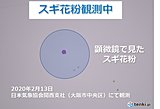 関西　スギ花粉本格飛散