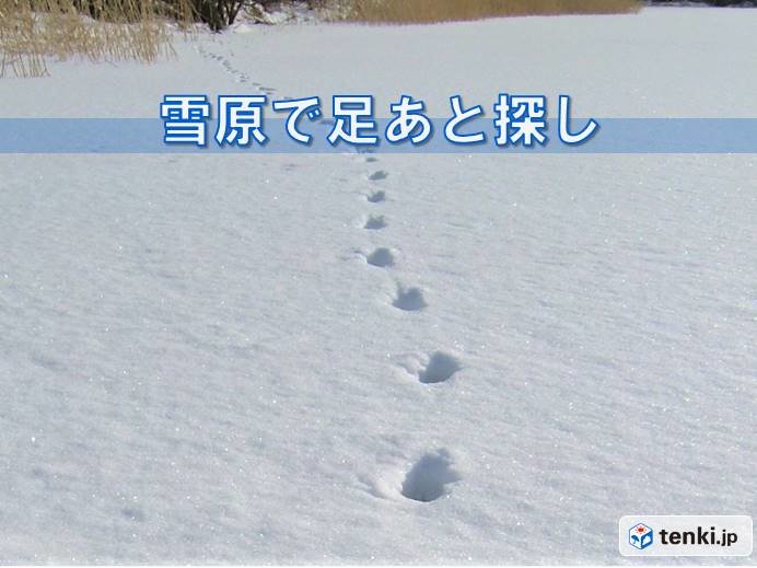 北海道　雪原で足あと探し