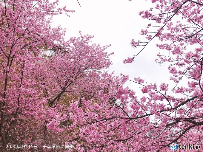 寒気終息　週末は4月並みの気温に_画像