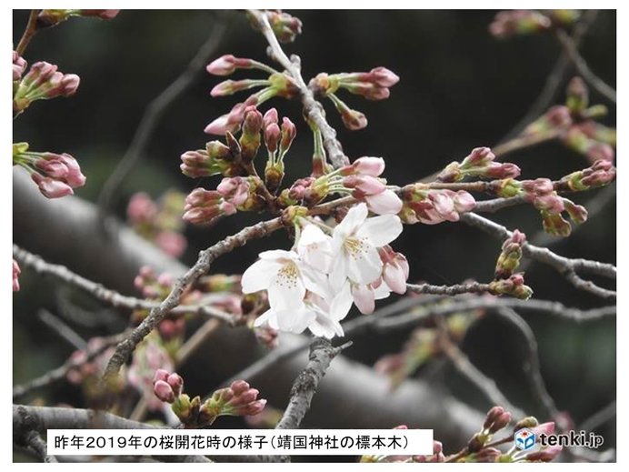 桜の開花日とは